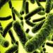 Сообщение о бактериях в организме человека
