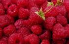 What beneficial properties and contraindications does raspberry have?