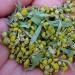 Wormwood herb: medicinal properties and medicinal uses