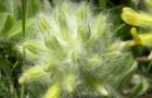 Astragalus - medisinske egenskaper og kontraindikasjoner