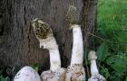 Ciuperca Veselka vulgaris: proprietăți medicinale, rețete
