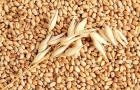 Treatment and cleansing with oat decoction