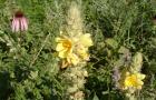 Hvordan dyrke kongelig septermullein fra frø, tips for å ta vare på planten