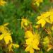 When and how to properly collect and dry St. John's wort?