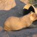 Steppe marmot, or bobak (marmota bobak) Steppe marmot brief description for children