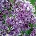 Effectively treated with white lilac: the best recipes