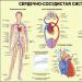 Functions of the cardiovascular system of the body