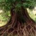 Tree roots according to the dream book Why dream of digging a root out of the ground