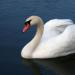 Why do White Swans dream?