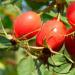 Rose hips - medicinal properties, contraindications, uses and recipes