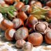 Hazelnuts - ашигтай шинж чанарууд ба эсрэг заалтууд