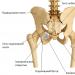 Connection of the pelvic bones with the sacrum