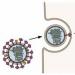 How does the influenza virus work?