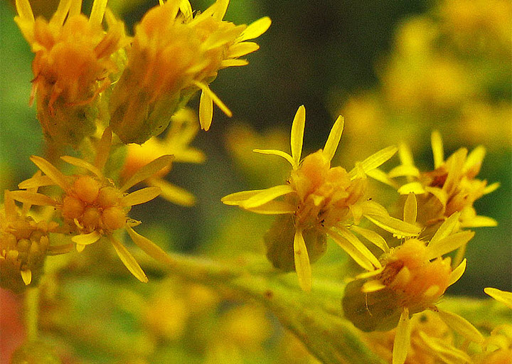 Beneficial properties of goldenrod and contraindications