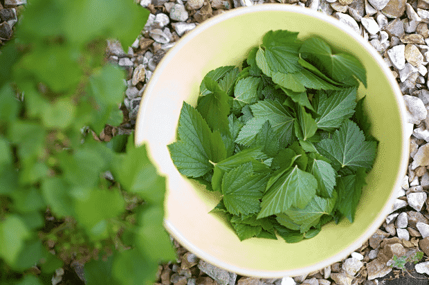 Medicinal properties of black currant leaves and contraindications, benefits and harms